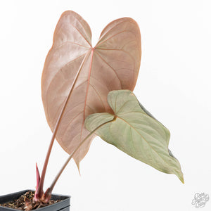 Anthurium Dark and Handsome '9' x Dark and Handsome '9' by DocBlock® (wk21-F)