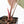 Anthurium Dark and Handsome '9' x Dark and Handsome '9' by DocBlock® (wk21-F)