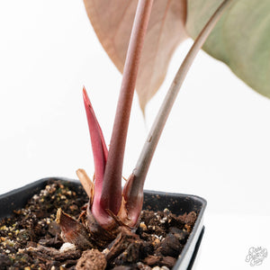 Anthurium Dark and Handsome '9' x Dark and Handsome '9' by DocBlock® (wk21-F)