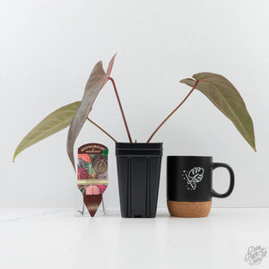 Anthurium Dark and Handsome '9' x Dark and Handsome '9' by DocBlock® (wk26-C)