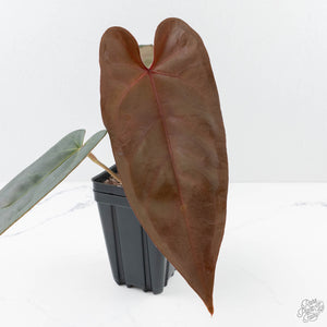 Anthurium Dark and Handsome '9' x Dark and Handsome '9' by DocBlock® (wk26-C)
