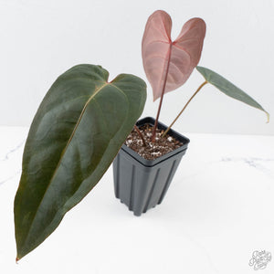 Anthurium Dark and Handsome '9' x Dark and Handsome '9' by DocBlock® (wk26-C)