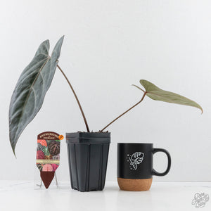 Anthurium Dark and Handsome '9' x Dark and Handsome '9' by DocBlock® (wk28-J)