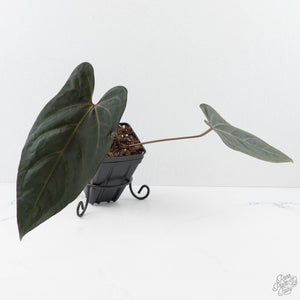 Anthurium Dark and Handsome '9' x Dark and Handsome '9' by DocBlock® (wk28-J)