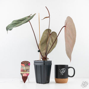 Anthurium Dark and Handsome '9' x Dark and Handsome '9' by DocBlock® (wk29-D)