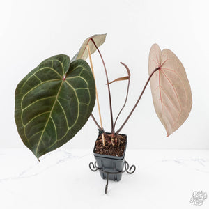 Anthurium Dark and Handsome '9' x Dark and Handsome '9' by DocBlock® (wk29-D)