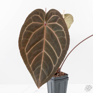 Anthurium Dark and Handsome '9' x Dark and Handsome '9' by DocBlock® (wk29-D)