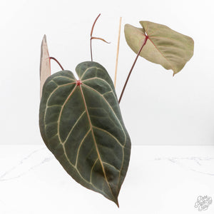Anthurium Dark and Handsome '9' x Dark and Handsome '9' by DocBlock® (wk29-D)