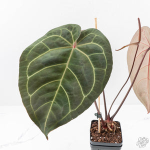 Anthurium Dark and Handsome '9' x Dark and Handsome '9' by DocBlock® (wk29-D)