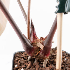 Anthurium Dark and Handsome '9' x Dark and Handsome '9' by DocBlock® (wk29-D)