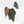 Anthurium Dark and  Handsome '9' x Minerva '20' by DocBlock® (wk24-L)