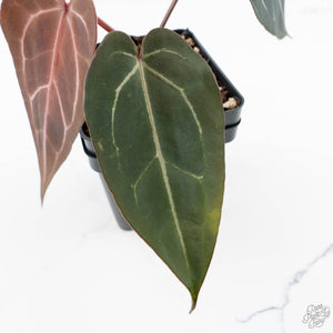 Anthurium Dark and  Handsome '9' x Minerva '20' by DocBlock® (wk24-L)