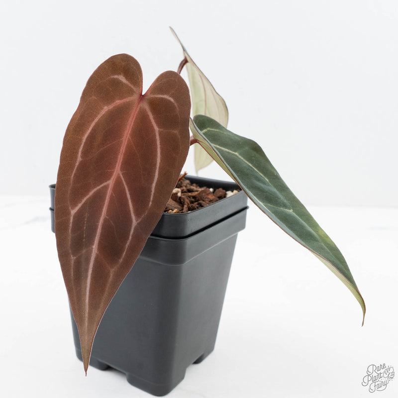 Anthurium Dark and  Handsome '9' x Minerva '20' by DocBlock® (wk24-L)