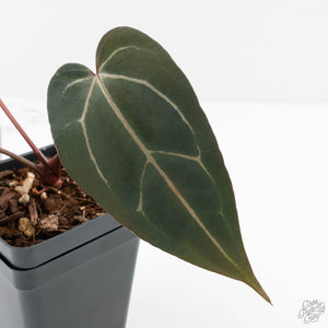 Anthurium Dark and  Handsome '9' x Minerva '20' by DocBlock® (wk24-L)
