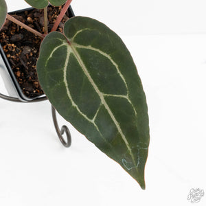 Anthurium Dark & Handsome '9' x Minerva '20'  by DocBlock® (wk18-J)