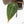 Anthurium Dark & Handsome '9' x Minerva '20'  by DocBlock® (wk18-J)