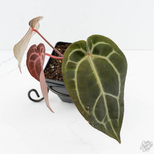 Anthurium Dark & Handsome '9' x Minerva '20'  by DocBlock® (wk19-W)