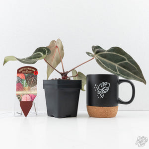 Anthurium Dark and  Handsome '9' x Minerva '20' by DocBlock® (wk25-B)