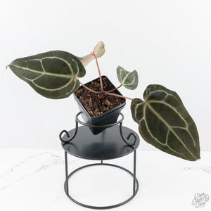 Anthurium Dark and  Handsome '9' x Minerva '20' by DocBlock® (wk25-B)
