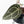 Anthurium Dark and  Handsome '9' x Minerva '20' by DocBlock® (wk25-B)