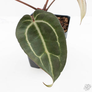Anthurium Dark and  Handsome '9' x Minerva '20' by DocBlock® (wk25-B)