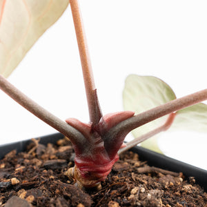 Anthurium Dark and  Handsome '9' x Minerva '20' by DocBlock® (wk25-B)