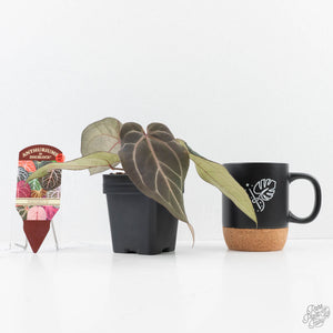 Anthurium Dark and  Handsome '9' x Minerva '20' by DocBlock® (wk25-H)