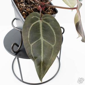 Anthurium Dark and  Handsome '9' x Minerva '20' by DocBlock® (wk25-H)