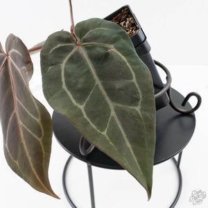Anthurium Dark and  Handsome '9' x Minerva '20' by DocBlock® (wk25-H)