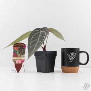 Anthurium Dark and  Handsome '9' x Minerva '20' by DocBlock® (wk29-F)