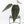 Anthurium Dark and  Handsome '9' x Minerva '20' by DocBlock® (wk29-F)