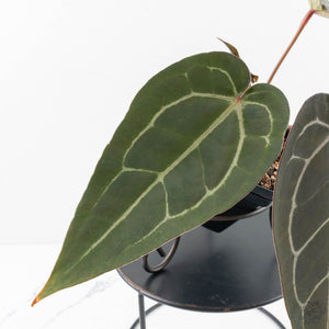 Anthurium Dark and  Handsome '9' x Minerva '20' by DocBlock® (wk29-F)
