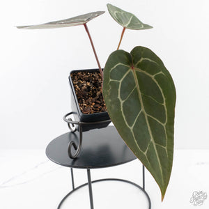 Anthurium Dark and  Handsome '9' x Minerva '20' by DocBlock® (wk29-F)