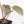 Anthurium Dark and  Handsome '9' x Minerva '20' by DocBlock® (wk29-F)