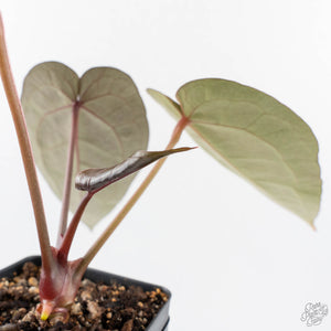 Anthurium Dark and  Handsome '9' x Minerva '20' by DocBlock® (wk29-F)