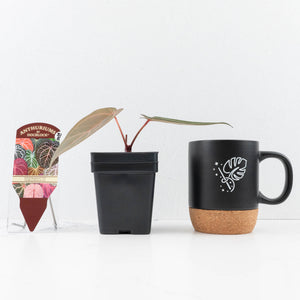 Anthurium Dark and Handsome '9' x Minerva '20' by DocBlock® (wk31-E)