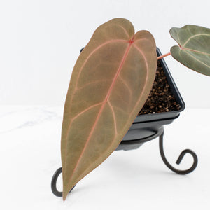 Anthurium Dark and Handsome '9' x Minerva '20' by DocBlock® (wk31-E)