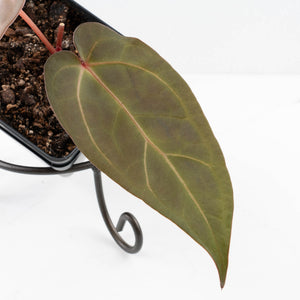 Anthurium Dark and Handsome '9' x Minerva '20' by DocBlock® (wk31-E)