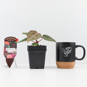 Anthurium Dark and Handsome '9' x Minerva '20' by DocBlock® (wk32-N)