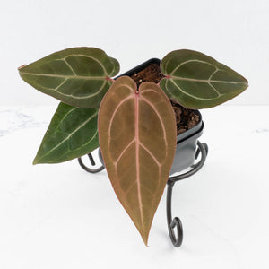 Anthurium Dark and Handsome '9' x Minerva '20' by DocBlock® (wk32-N)