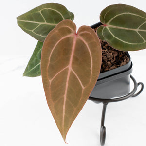 Anthurium Dark and Handsome '9' x Minerva '20' by DocBlock® (wk32-N)