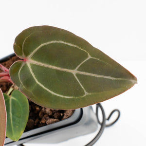 Anthurium Dark and Handsome '9' x Minerva '20' by DocBlock® (wk32-N)
