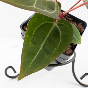Anthurium Dark and Handsome '9' x Minerva '20' by DocBlock® (wk32-N)