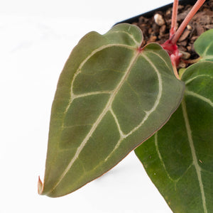 Anthurium Dark and Handsome '9' x Minerva '20' by DocBlock® (wk32-N)