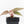 Anthurium Dark and Handsome '9' x Minerva '20' by DocBlock® (wk32-N)