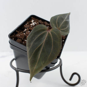 Anthurium Dark and Handsome '9' x Minerva '20' by DocBlock (wk41-L353)