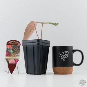 Anthurium Dark and Handsome '9' x Minerva '20' by DocBlock (wk41-L357)