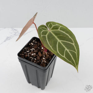 Anthurium Dark and Handsome '9' x Minerva '20' by DocBlock (wk41-L357)