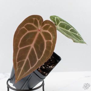 Anthurium Dark and Handsome '9' x Minerva '20' by DocBlock (wk41-L357)