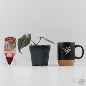 Anthurium Dark and Handsome '9' x Minerva '20' by DocBlock (wk44-L417)